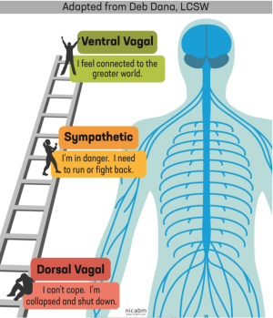 Polyvagaaltheorie