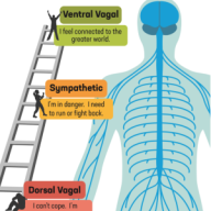 Polyvagaal theorie